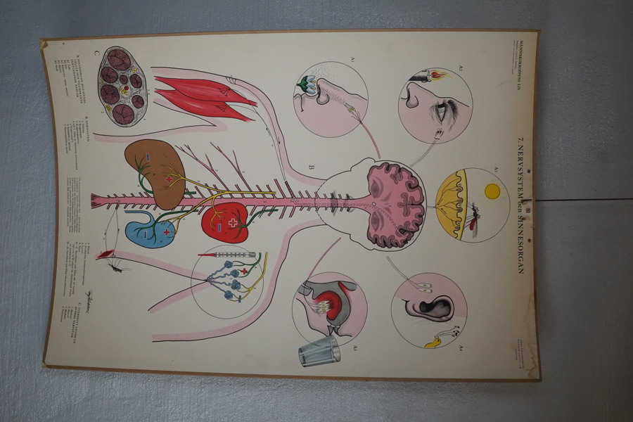 Skolplansch Nervystem och sinnesorgan 70x100cm. M40