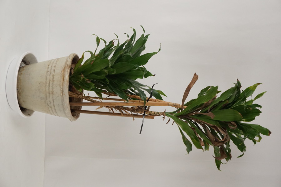 Kruka med Dracaena compacta. C31