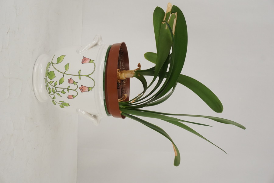 Krukväxt i vit kruka med blomdekor. C60