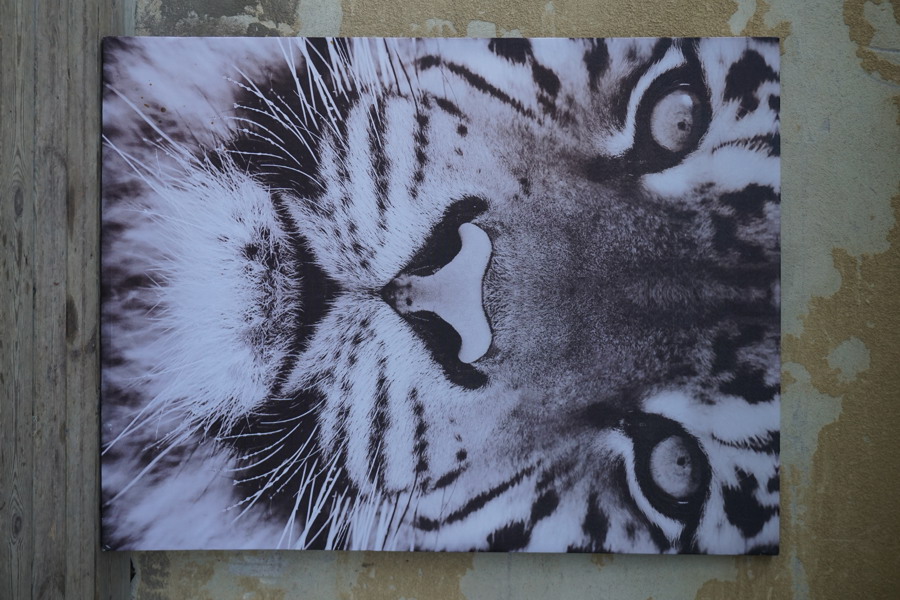 Bild på canvas 68X116cm  Tiger. B73
