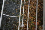 Hammock. B196