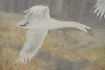 Larz Friberg 96 Svanpar 99x59cm. M41
