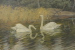 Larz Friberg 85 Svanar 83x64cm. M42