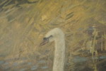 Larz Friberg 85 Svanar 83x64cm. M42