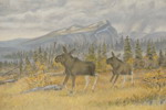 Larz Friberg 92 Älgar 73x51cm. M46