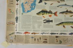 Plansch fiskar. A211