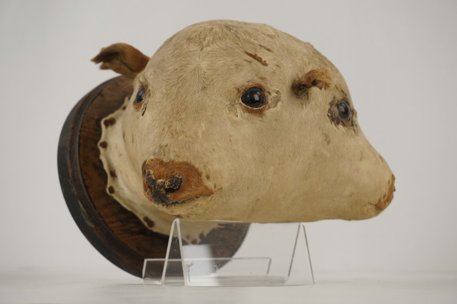 Tvehövdad kalv. A113