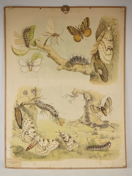 Skolplansch insekter. M22