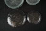 12st Bergdala glasbruk tallrikar. G82
