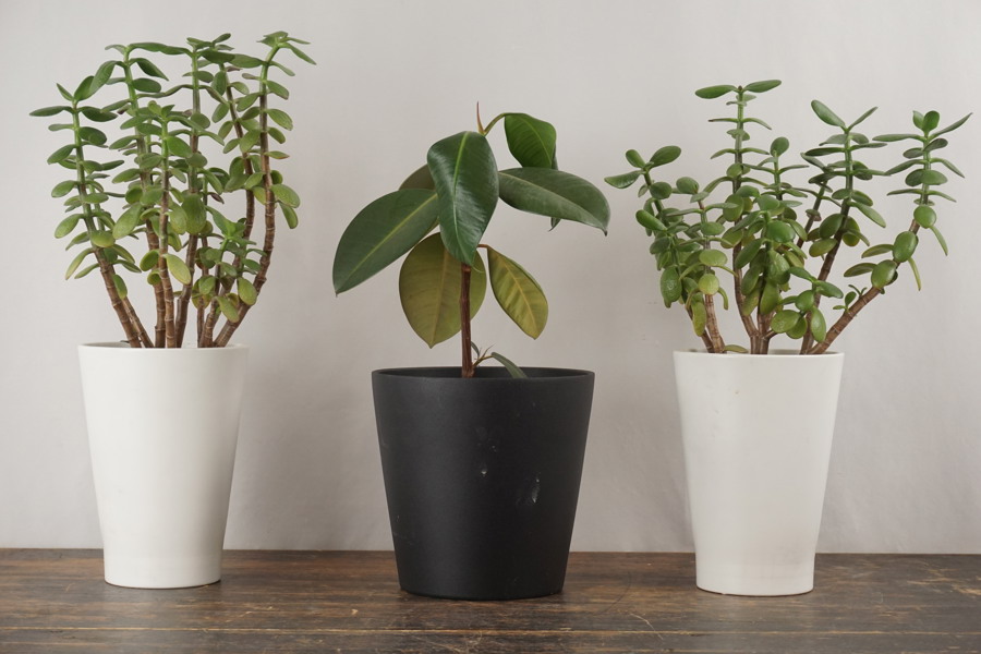 3st Växter, kruka IKEA. C79
