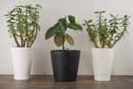 3st Växter, kruka IKEA. C79