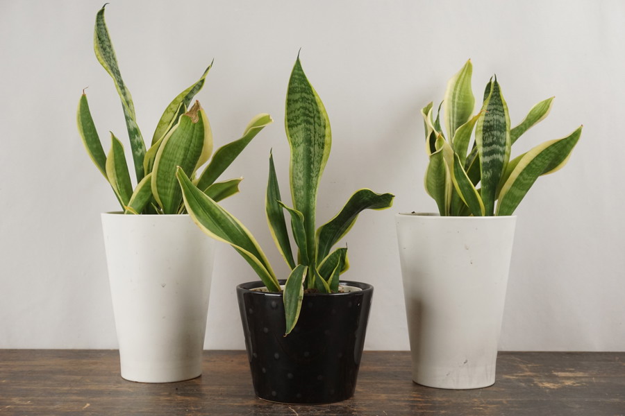 3st Växter, kruka IKEA. C80