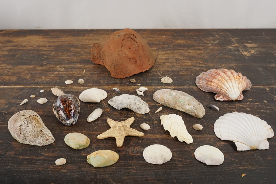 Kammusslor /musslor mm. A310/