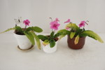 3st Streptocarpus blommor i kruka. M9