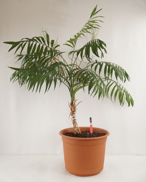 Stor Chamaedorea elegans Växt i kruka. M11