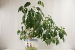 Blomma. A23