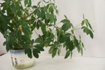Blomma. A23
