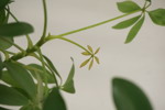 Blomma. A23