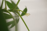 Blomma. A23