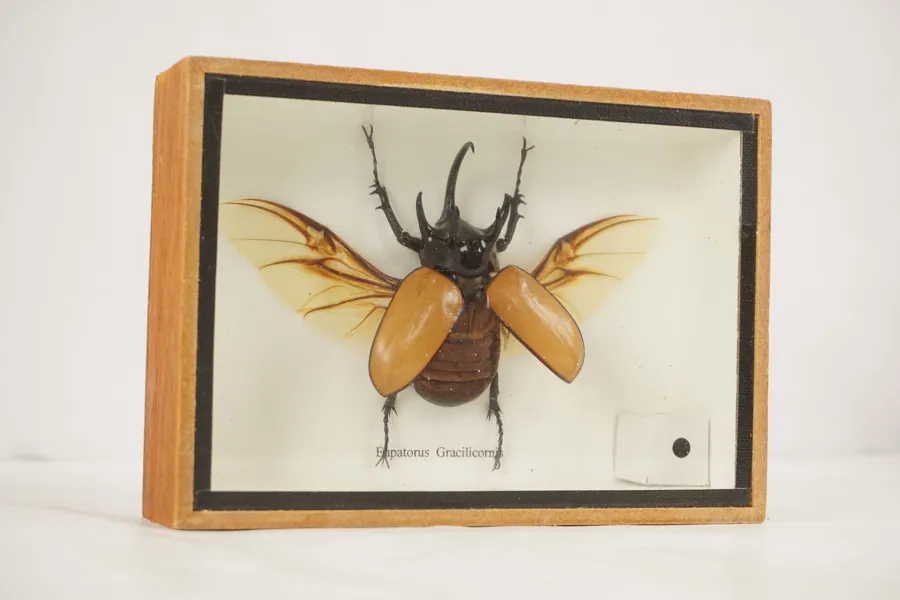 Taxidermi femhornad noshörningsbagge. A264