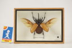 Taxidermi femhornad noshörningsbagge. A264