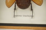 Taxidermi femhornad noshörningsbagge. A264