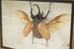 Taxidermi femhornad noshörningsbagge. A264