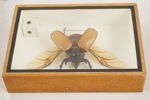 Taxidermi femhornad noshörningsbagge. A264