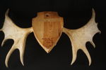 Jakttrofé älghorn B247