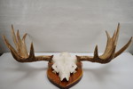 Jakttrofé älghorn 12 taggar 1989. B253